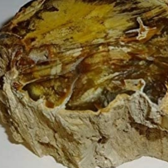 Petrified Fossilized Chunk of Wood with resin😍🤩 From the Ancients - Picture 7 of 7